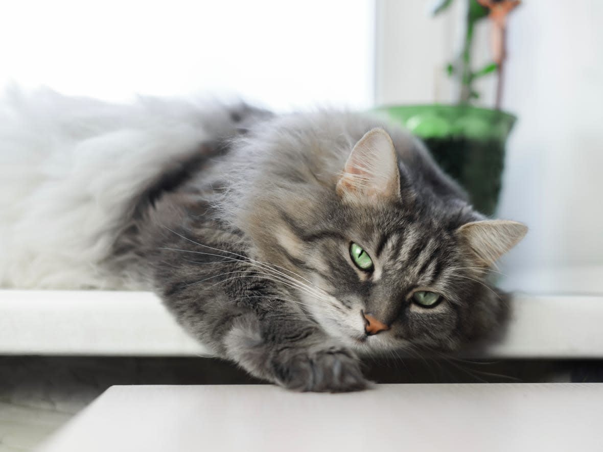 This grey, green-eyed Siberian cat posed for this stock photo. If you were to see it in an ad for a 'free' cat, however, it might be a lure for a pet scam. (Sergio Photone/Shutterstock - image credit)