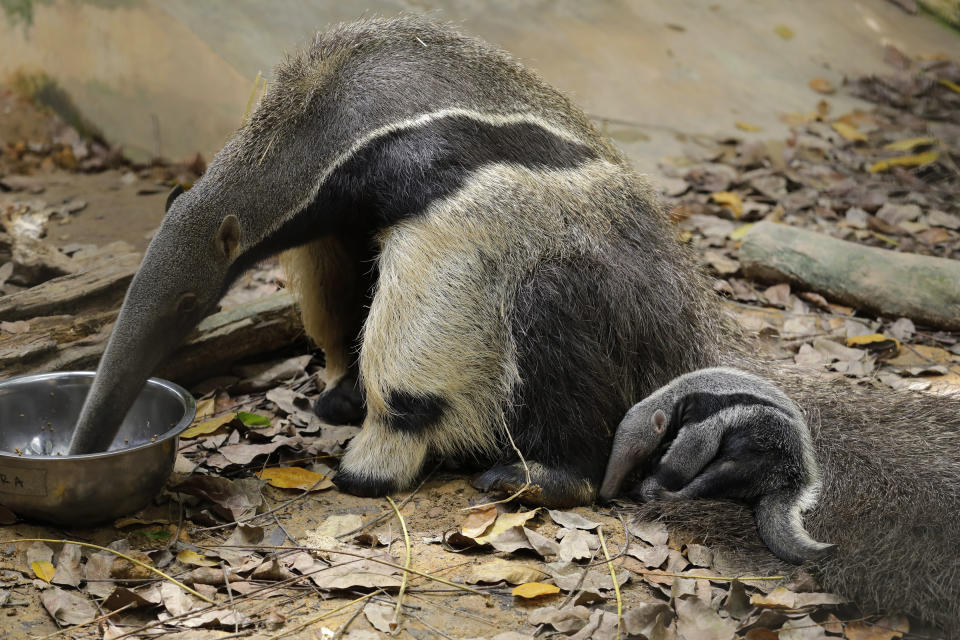 The newborn giant anteater pup at River Safari. (PHOTO: Wildlife Reserves Singapore)