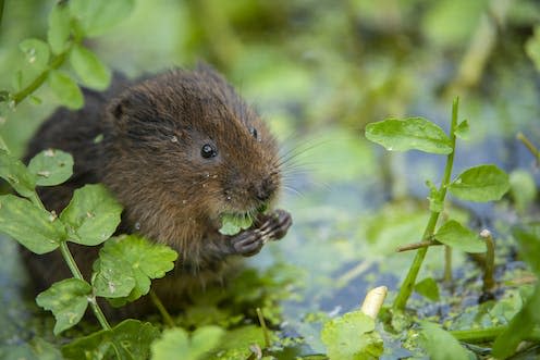 <span class="caption">Water voles are endangered mammals in the British Isles.</span> <span class="attribution"><span class="source">Ben Andrew/RSPB</span></span>