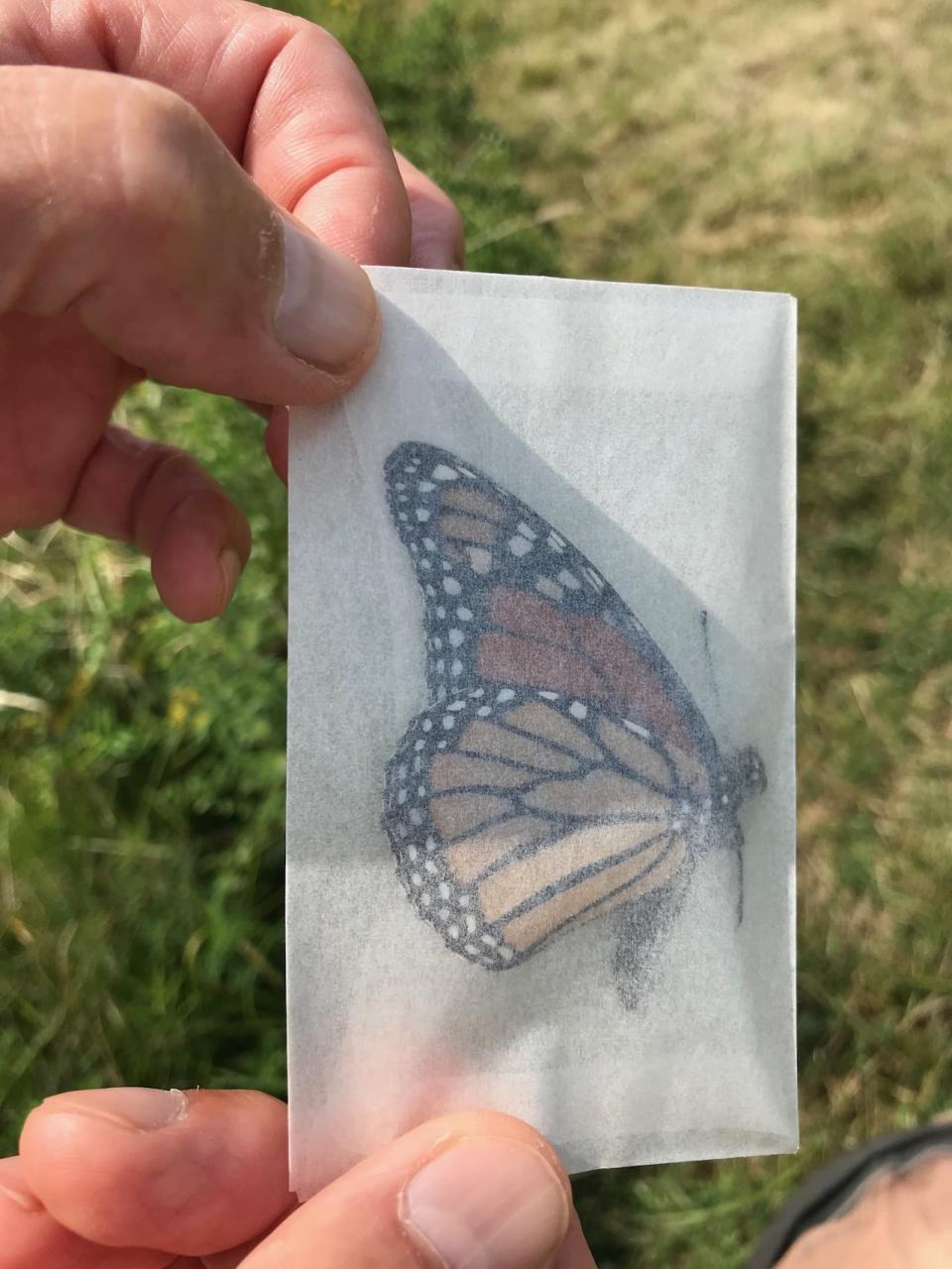 Naturalist Jim Wilson said monarch butterflies are surprisingly easy to handle and aren't as delicate as one might assume. 