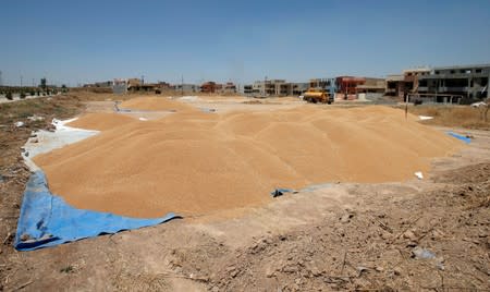 Wheat grain are seen near farmer's houses, in al-Hamdaniya