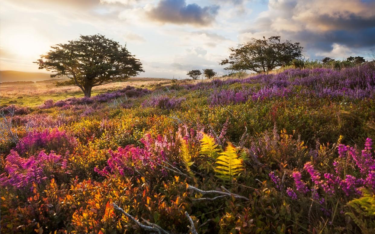 Deep valleys, big skies, red deer and Exmoor ponies characterise this wild landscape - getty