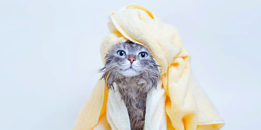 Gato con una toalla en la cabeza después de un baño. (Getty Images)