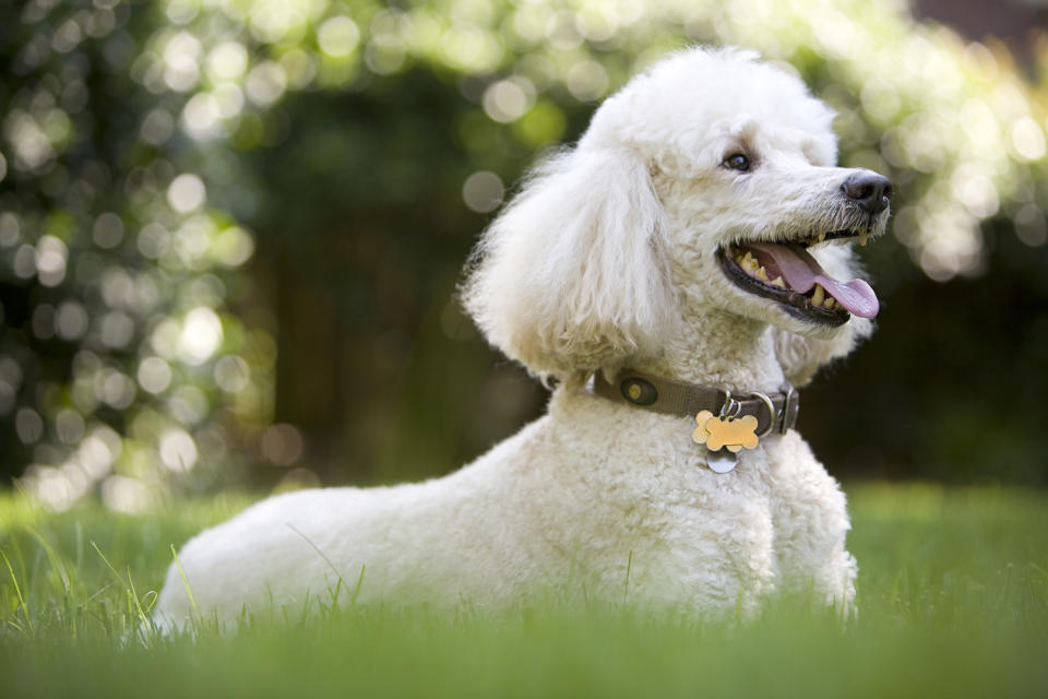 Poodle sitting in grass