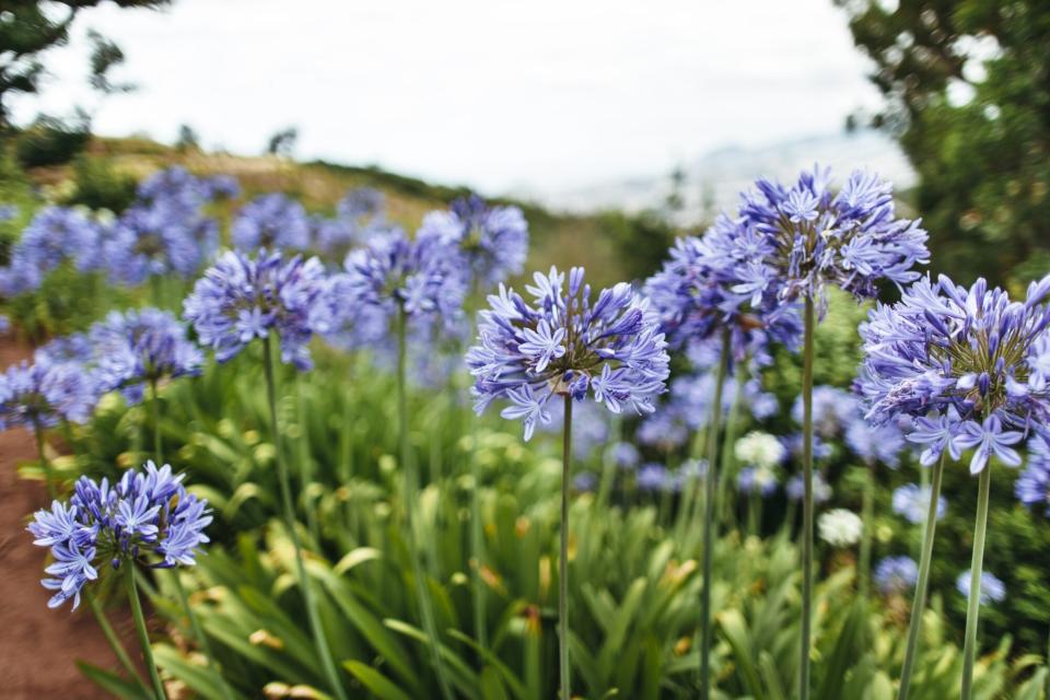 purple agapanthus flowers blooming outdoors