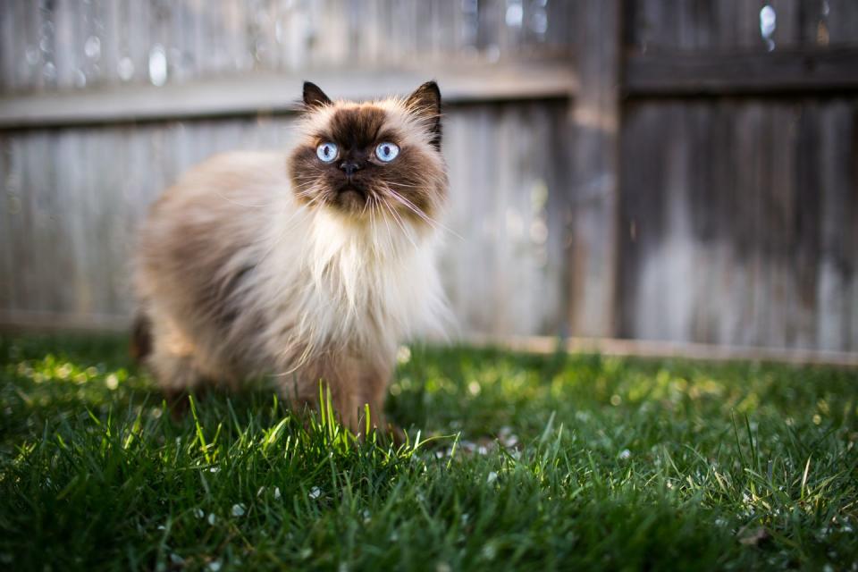 a himalayan cat with blue eyes and colorpointed markings on a long silky coat looks alert outdoors on short cropped grass