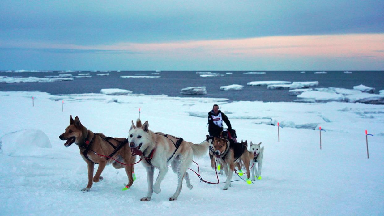  Dogs mushing during the 2019 Iditarod. 