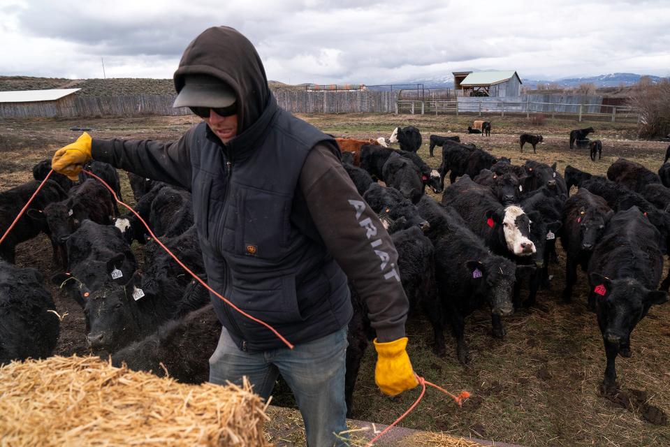 Tim Ritschard begins to feed the cattle at his ranch outside Kremmling in Grand County on April 28.
