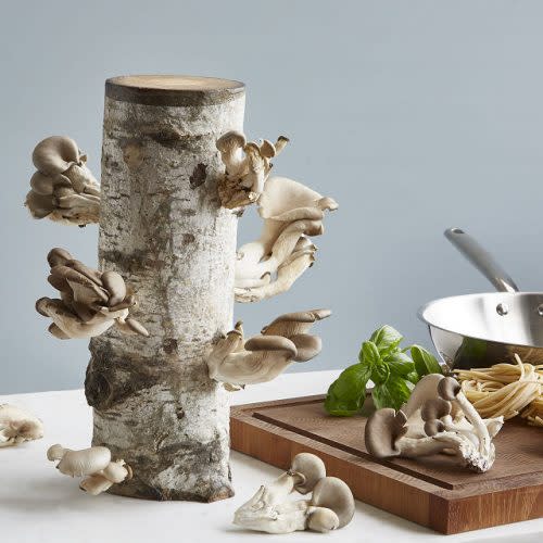 best gifts for foodies, Oyster Mushroom Log Kit