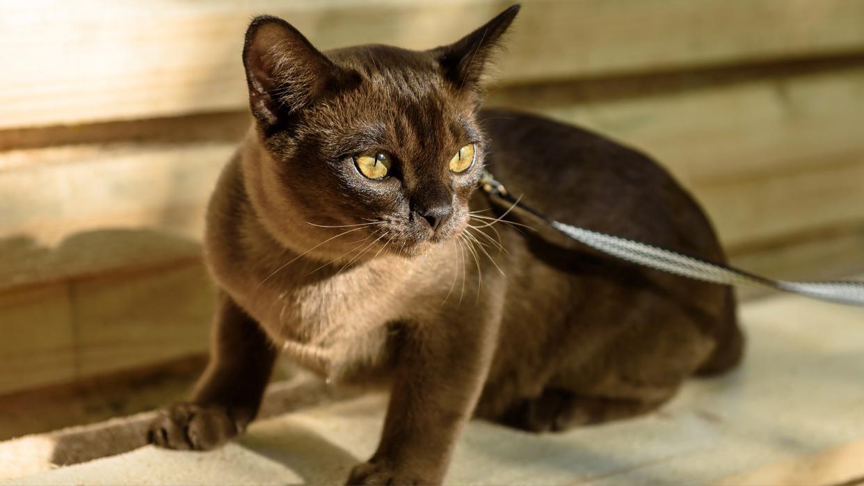 Burmese cat