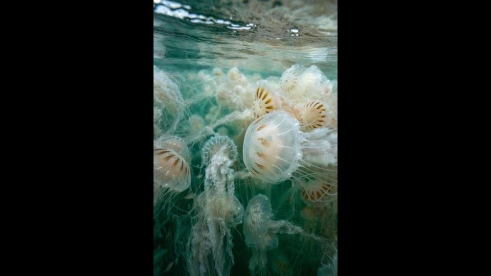 Underwater photo captures scores of jellyfish in Navarre Beach, Florida, on Tuesday, August 23, 2022.