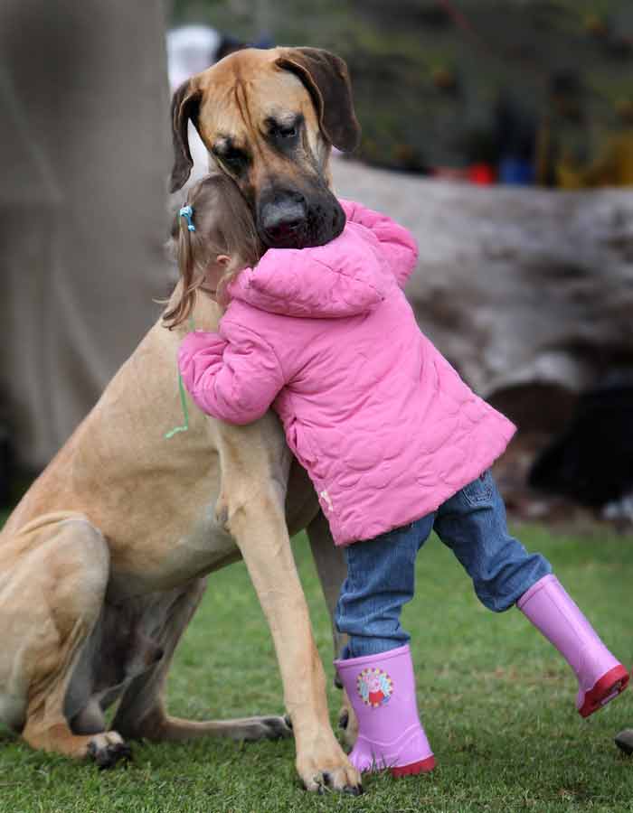 Two-year-old Tahlia stands York the Great Dane. Believe it or not, the 97cm-tall dog is only a puppy, and is well on the way to becoming the world's biggest dog. Speaking about the Australian pup, owner Dave Ryan predicts the canine will eventually break the current world record for the world's biggest dog, which stands at 109cm.