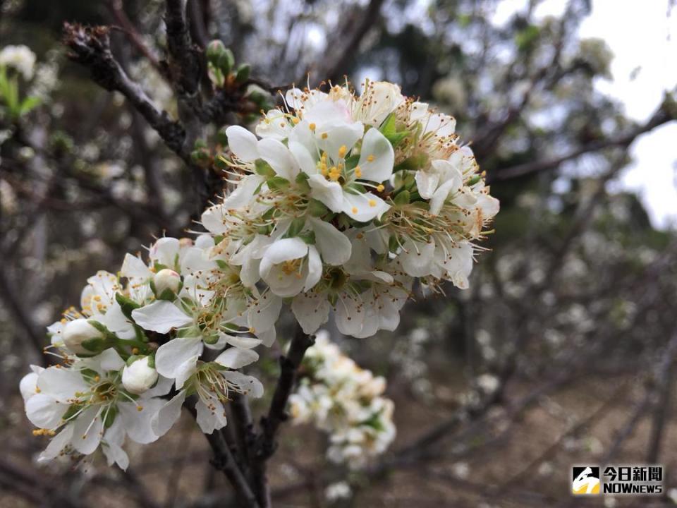 ▲花壇鄉虎山岩寺周邊李花盛開，成串堆滿枝頭，彷彿鋪上白雪，美不勝收，鄉長李成濟與遊客，對雪白色的花海都讚不絕口。（圖／記者陳雅芳攝，2018.02.18）