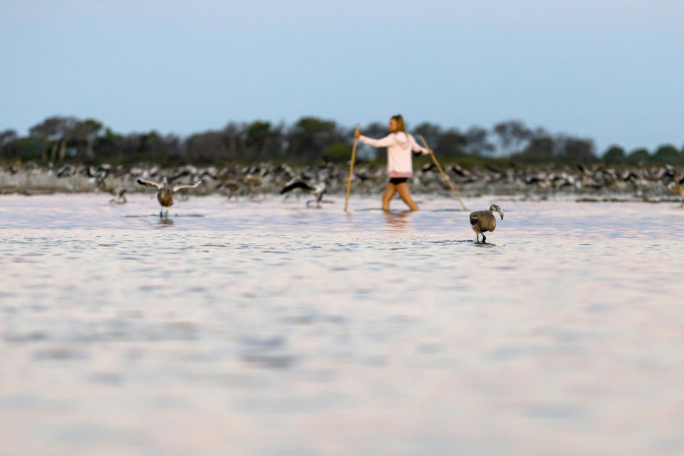 In this Wednesday, Aug. 5, 2020 photo provided by Salins de Camargue, a flamingo expert walks in the water, in Aigues-Mortes, the Camargue region, southern France, to gather and put bands on baby birds so scientists can track their migration. The numbers of pink flamingos may be the highest since experts began keeping records 45 years ago, said Thierry Marmol, guardian of the lands. France's two months of strict confinement may well be the reason. (Fabrice Pavanello, Salins de Camargue via AP)