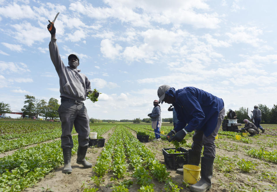 NEW HAMBURG, ON- AUGUST 28: Rallin McDonald, left, and Norman Wedderburn, right, both from Jamaica, harvest cilantro. Pfenning's Organic Farms in New Hamburg, Ontario, employs Canadians and Jamaican migrant farm workers to work its fields and packing warehouse. The owners would like to see its Jamaican workers afforded better pathways to becoming permanent residents and have open work permits that give workers the ability to easily change employers. Jim Rankin/Toronto Star (Jim Rankin/Toronto Star via Getty Images)