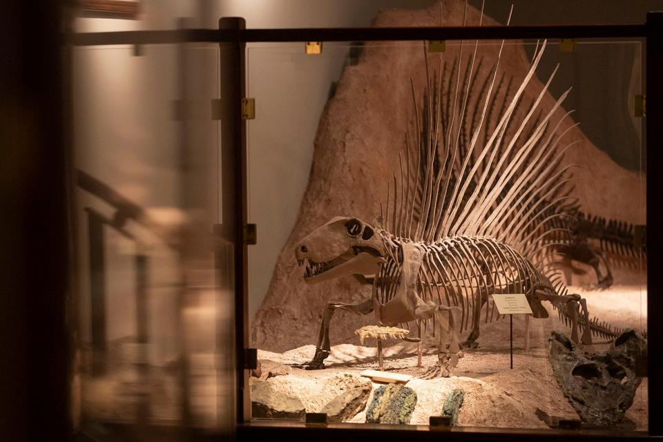 Dimetrodons were the largest land predators of their time, millions of years before dinosaurs arrived. Some of the best Dimetrodon fossils have been discovered in Texas.