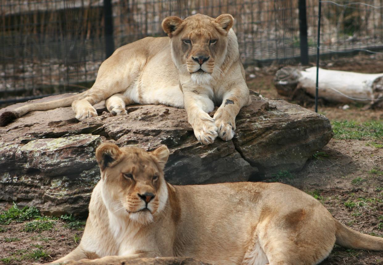 Lions at their new area at the Rolling Hills Zoo in Salina.