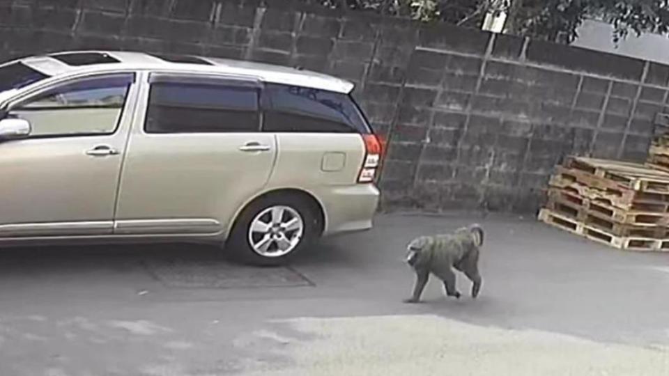 狒狒遭民眾目擊出現在桃園街頭。（圖／翻攝自「路上觀察學院」）