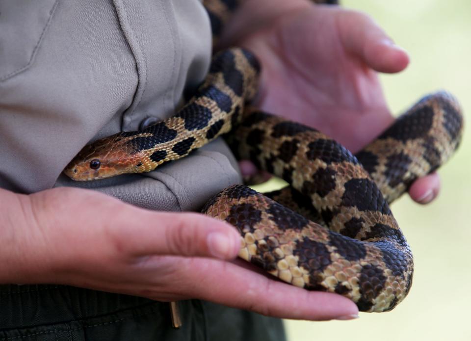 Elaine Zautke, park manager for Lakeshore State Park, holds 12-year-old Foxy the fox snake on Monday. The snake was part of an animal meet and greet presented by Wilderness Inquiry’s Canoemobile, whose aim was to connect more kids with nature and outdoor activities.