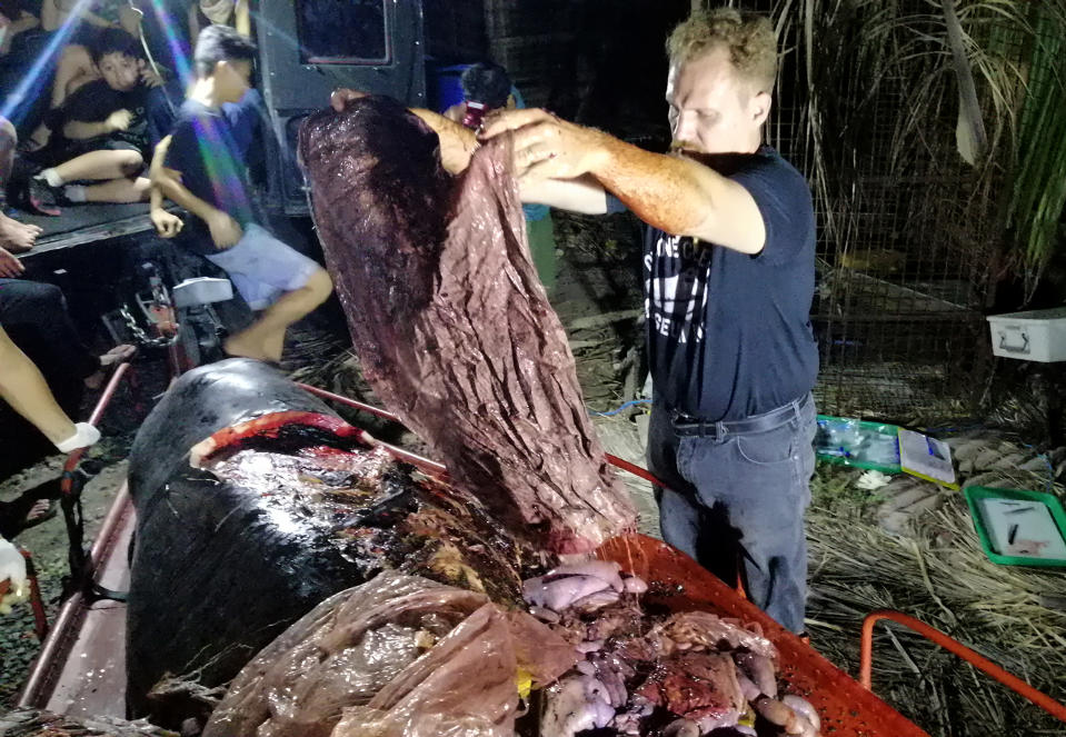 A Cuvier’s beaked whale recovered by workers at D’Bone Collector Museum recovered east of Davao City, in the Phillipines was found to have 40kg of plastic in its stomach.