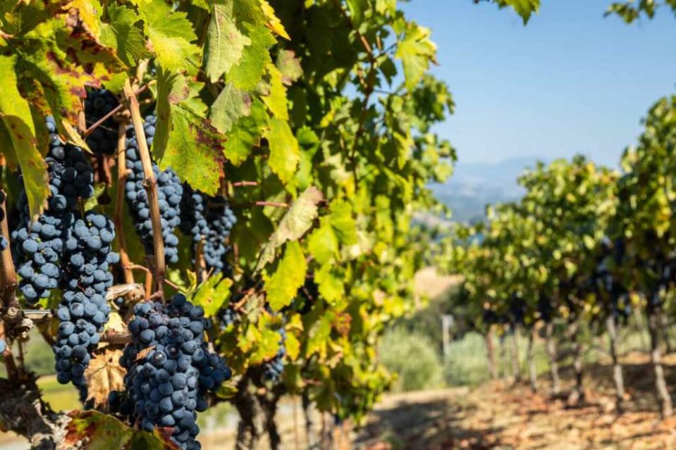 The vineyard yields more than 100 tons of produce annually. California Outdoor Properties