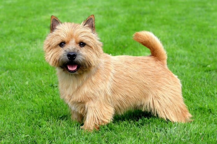 Norwich Terrier on a green grass lawn