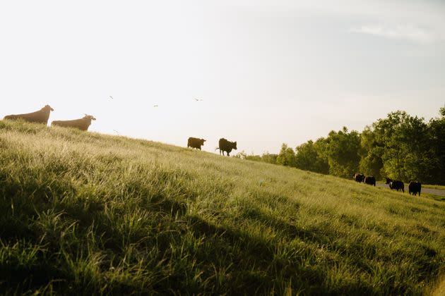 Cattle roam the levees surrounding the Atchafalaya Basin. (Photo: Bryan Tarnowski for HuffPost)