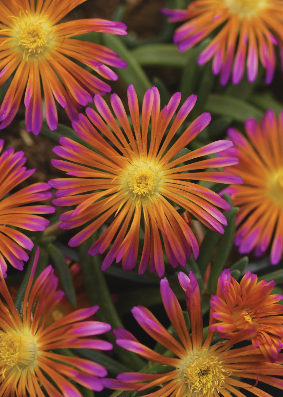 This image provided by Darwin Perennials shows Ocean Sunset Orange Glow ice plant flowers in bloom. (Darwin Perennials via AP)