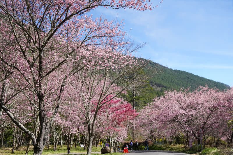 ▲小編也提醒想在228再來的朋友，「前一天可以先關注武陵農場臉書發布的花況資訊，基本上隔天再來落差不會太大。」欲前往賞花的民眾可以放心。（圖／武陵農場授權提供）