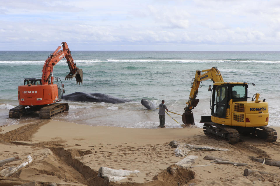 In this photo released by the Hawaii Department of Land and Natural Resources, a pair of excavators makes numerous attempts to free a whale from the shoreline and move it onto Lydgate Beach in Kauai County, Hawaii on Saturday, Jan. 28, 2023. Scientists suspect the large sperm whale that washed ashore in Hawaii over the weekend may have died from an intestinal blockage because it ate large volumes of plastic, fishing nets, and other marine debris. (Daniel Dennison/Hawaii Department of Land and Natural Resources via AP)