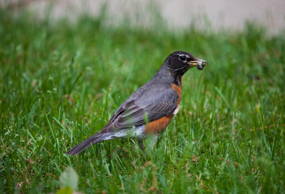 an orange breasted Robin bird with a juicy grub (believed to be a June bug or beetle larva) in its beak 