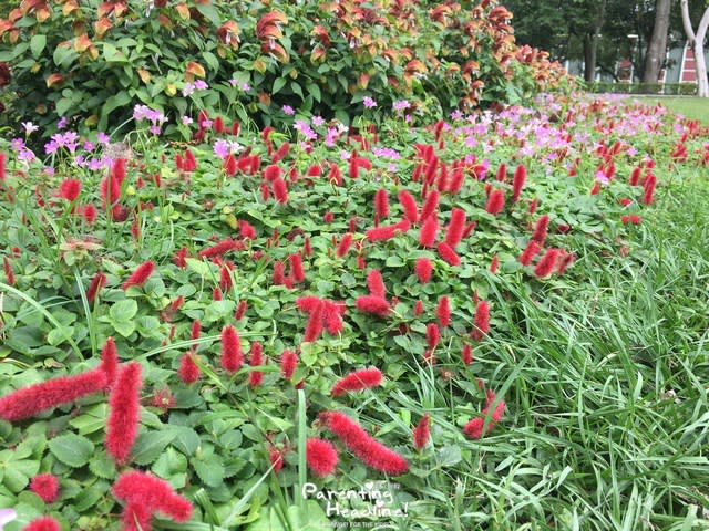 【親子好去處】南昌公園野餐兼賞黃花