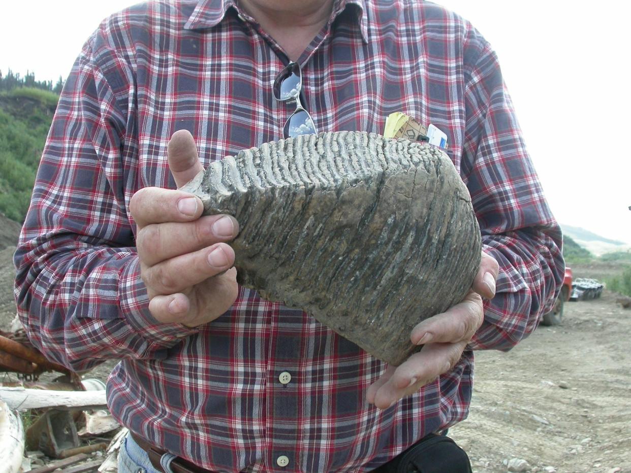 A person in a plaid shirt holding a giant ridged wedge-shaped gray tooth bigger than a human head.