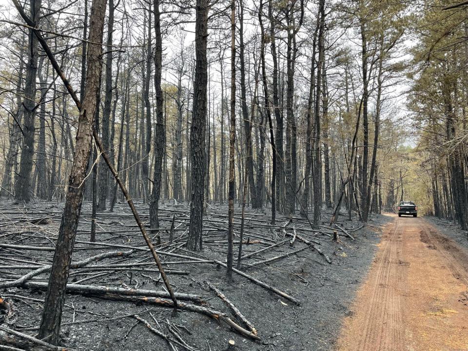 The charred undergrowth at Queen's River Preserve in Exeter, where last Friday a brush fire ripped through the woods.