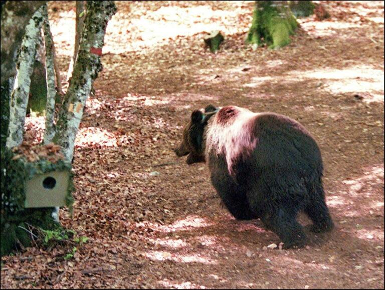 法國當局：庇里牛斯山區棕熊數量持續增加