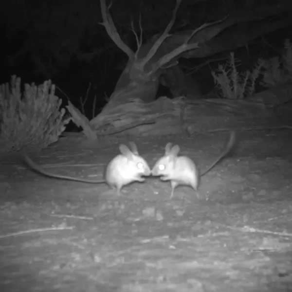 經調查，這隻小跳鼠是竟是「暗色跳鼠」。（圖／翻攝自「Australian Wildlife Conservancy 」）