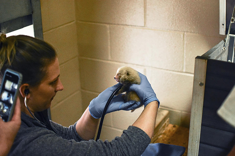 The Virginia Zoo in Norfolk has announced the birth of red panda triplets. The Virginia Zoo in Norfolk said in a statement Monday, August 19, 2019 that the triplets were born two months ago and are thriving in a climate-controlled den that’s out of sight from the public. (The Virginia Zoo via AP)