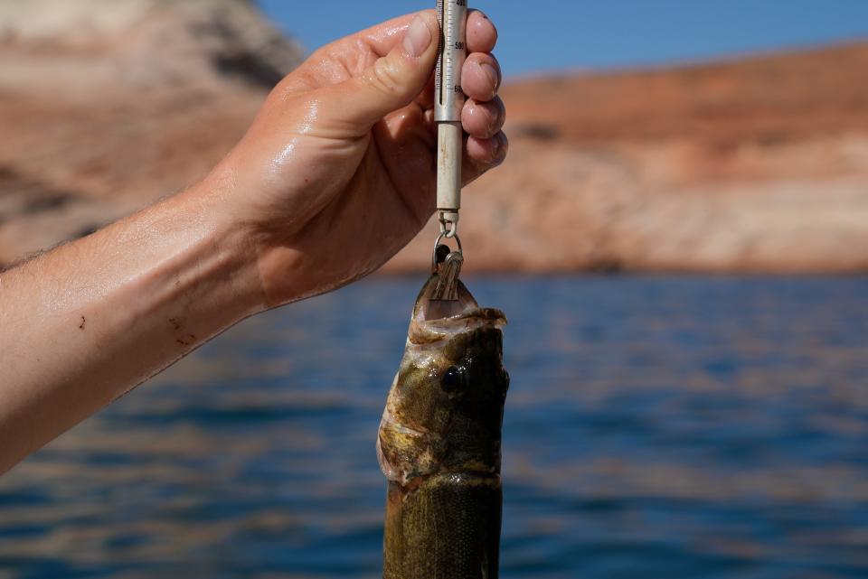 Utah State University lab technician Justin Furby weighs a smallmouth bass June 7, 2022. Smallmouth bass feast on humpback chub in the river's upper section, where agencies spend millions of dollars annually to keep the intruders in check.