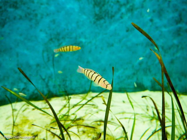 Xpark水族館-1620416