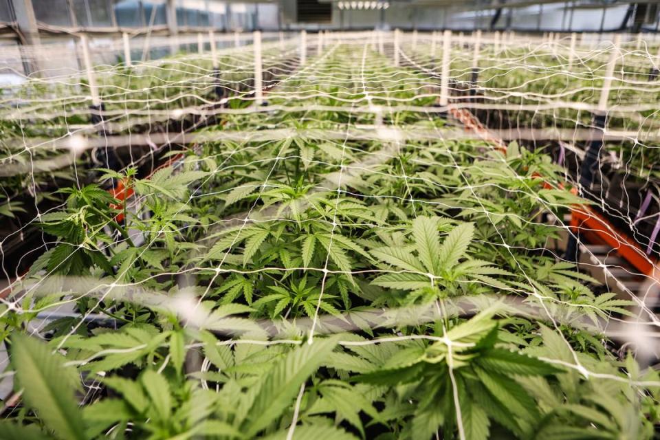 A glass greenhouse houses cannabis plants as they grow through a vegetative stage. The plants reach the vegetative stage around three weeks and continue until sixteen weeks, at which point they begin to flower. Melissa Melvin-Rodriguez/mrodriguez@charlotteobserver.com