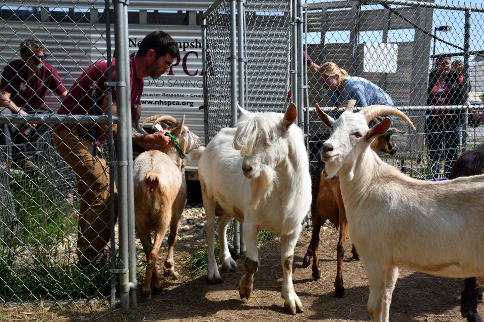 The New Hampshire SPCA removed 54 goats from a Lee farm that were living in "extremely unhealthy conditions."