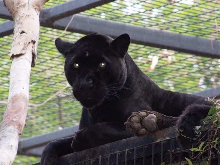 Jaguar attacks woman after she steps into enclosure for photo