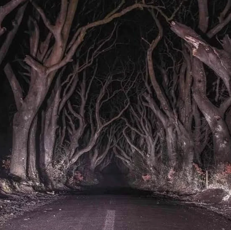 A dark, eerie forest with intertwining, gnarled tree branches creating a tunnel effect over a path. The scene feels mysterious and haunting