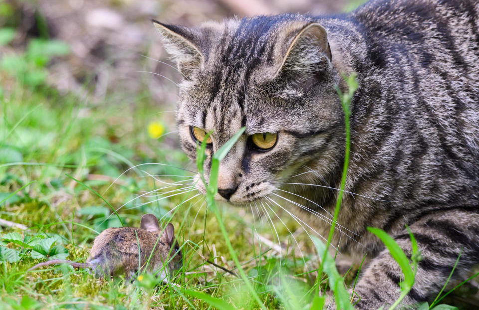 Plusieurs centaines de chats errants ont été tués dans une chasse organisée en Nouvelle-Zélande (photo d’illustration).