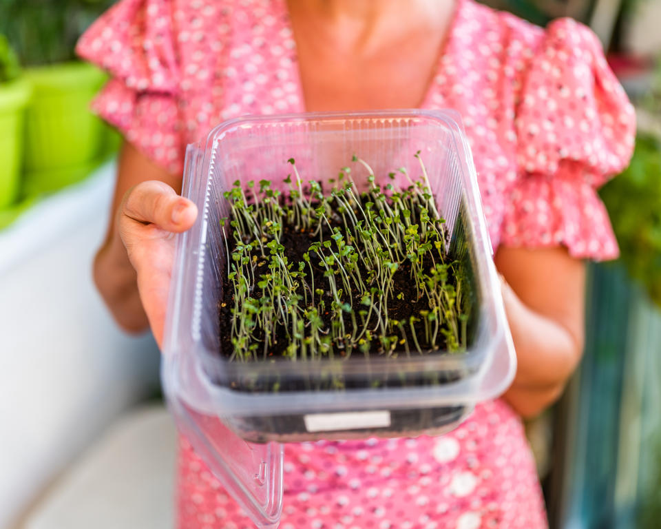 Woman holding plastic container with seedlings inside