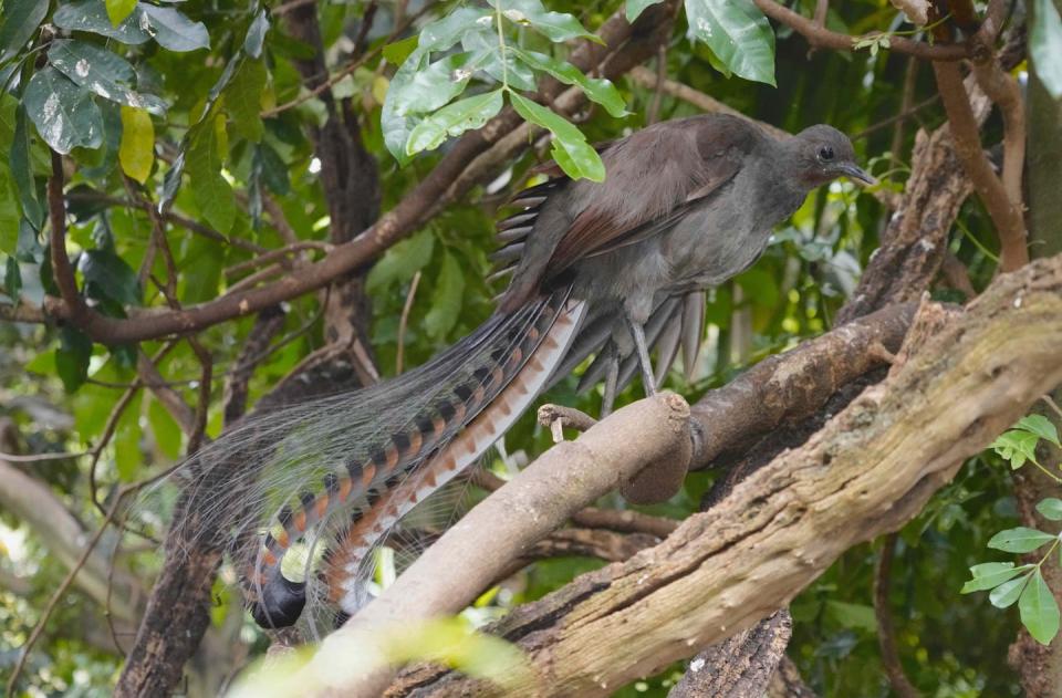 Un pájaro de color marrón grisáceo con una espléndida cola larga visto en la maleza arbustiva.