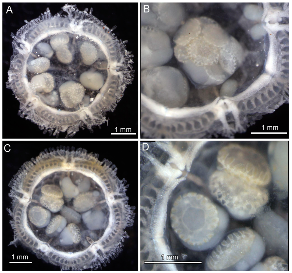 Embryos developing inside their parents.