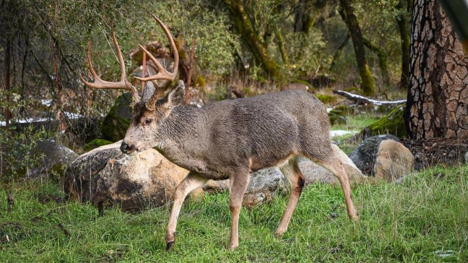 A deer forages around the El Portal Trailer Park near Yosemite on Tuesday, Dec. 28, 2021. Residents of the park are being told to move out in 90 days or less without compensation.