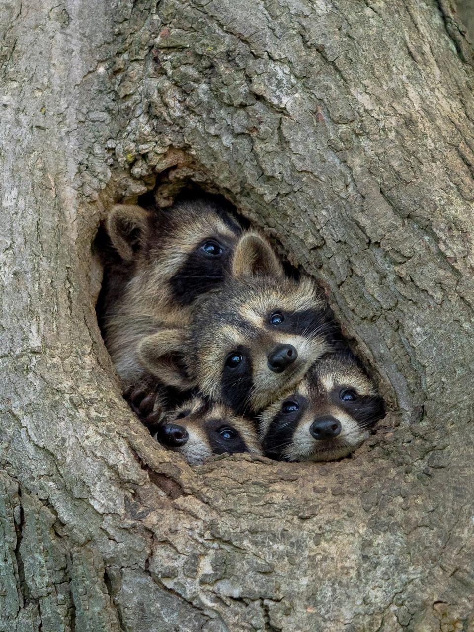 Four raccoons squished in a hole in a tree trunk.