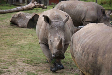 The four-year-old male white rhino called Vince is seen in this handout picture released by the Domaine de Thoiry (Thoiry zoo and wildlife park) on March 7, 2017. The four-year-old male white rhino called Vince was found dead in his enclosure by his keeper at the Thoiry zoo and wildlife park about 50 km (30 miles) west of Paris on Tuesday morning after an overnight break-in, the zoo said. Poachers broke into a French zoo, shot dead a rare white rhinoceros and sawed off its horn in what is believed to be the first time in Europe that a rhino in captivity has been attacked and killed. Arthus Boutin /Domaine de Thoiry/Handout via REUTERS